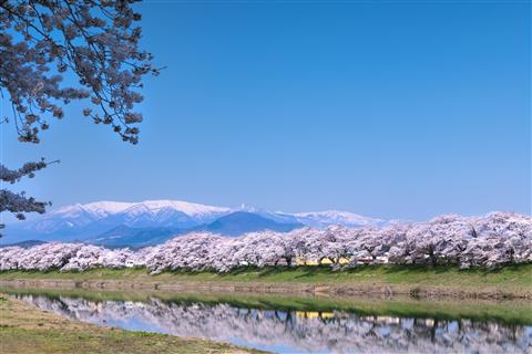 白石川堤一目千本桜